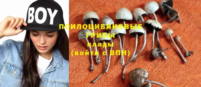 Галлюциногенные грибы Psilocybine cubensis  Майкоп 